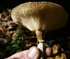 Image of Honey Fungus