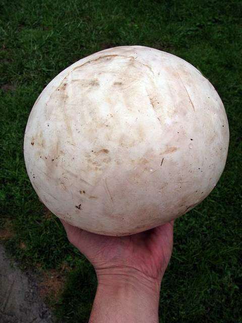 Image of Calvatia