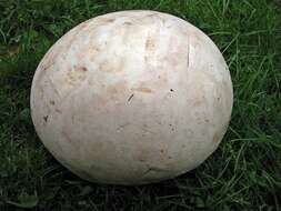 Image of Calvatia