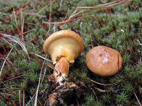 Image de Suillus salmonicolor (Frost) Halling 1983