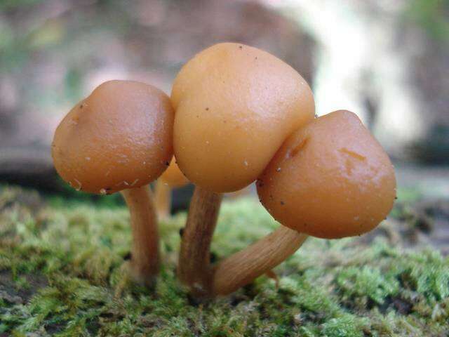 Image of Galerina