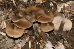 Image of Entolomataceae