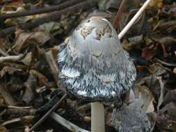 Image of Coprinus