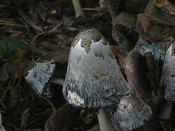 Image of Coprinus