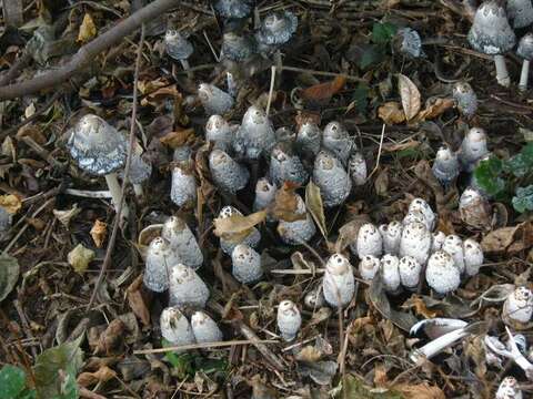 Image of Coprinus