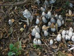 Image of Coprinus