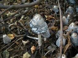 Image of Coprinus