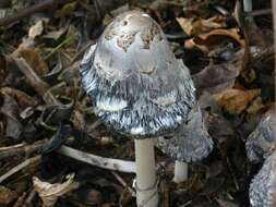 Image of Coprinus