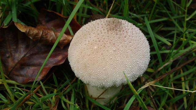 Imagem de Lycoperdon