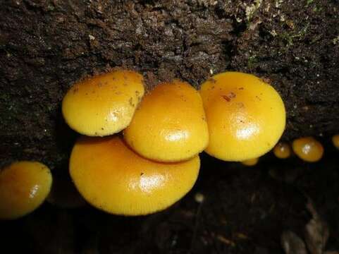 Image of Galerina