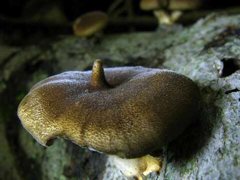 Image of Lentinus