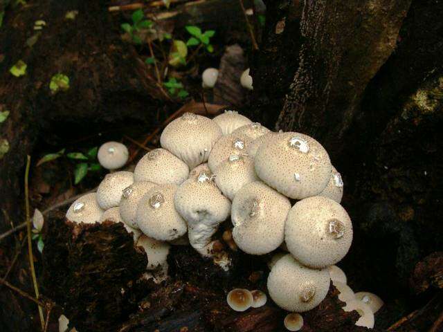 Imagem de Lycoperdon