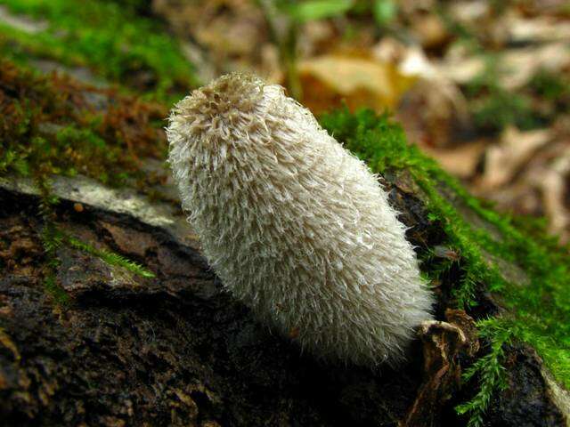 Image de Coprinopsis