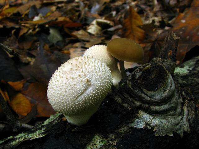 Imagem de Lycoperdon