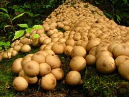 Image of Lycoperdon