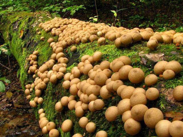 Image of Lycoperdon