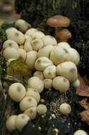 Image of Lycoperdon