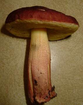 Leccinum rubropunctum (Peck) Singer 1947的圖片