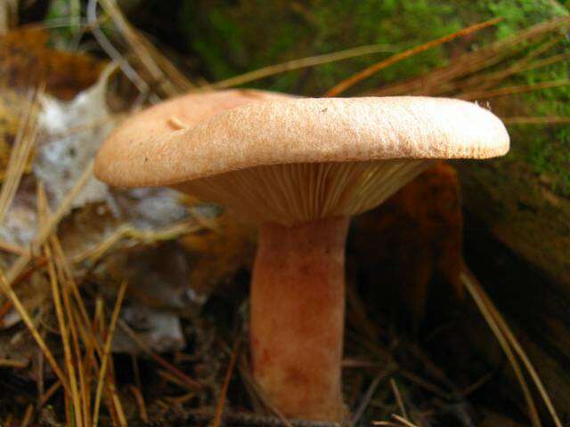 Image of Lactarius vinaceorufescens A. H. Sm. 1960