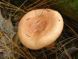 Image of Lactarius vinaceorufescens A. H. Sm. 1960