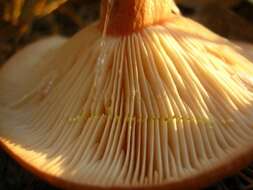 Image of Lactarius vinaceorufescens A. H. Sm. 1960