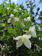 Imagem de Clematis cirrhosa L.