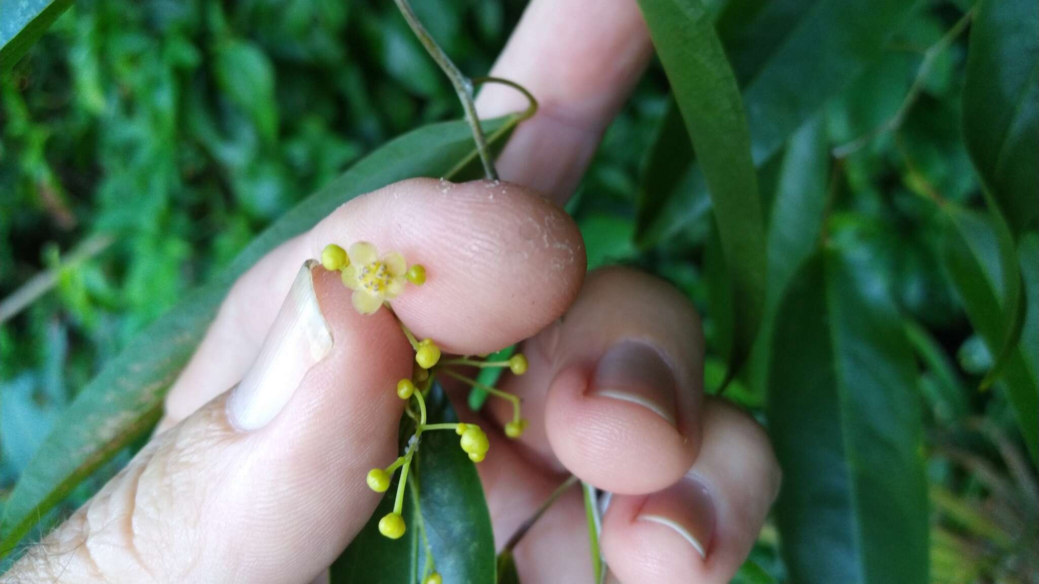 Image of Hypserpa laurina (F. Müll.) Diels