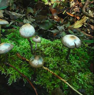 Psilocybe bohemica Šebek 1983 resmi