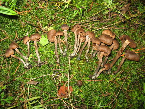 Inocybe resmi