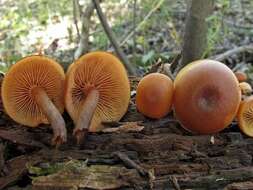 Image of Galerina