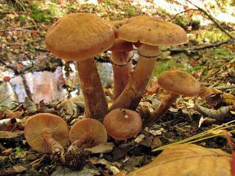 Image of Armillaria solidipes Peck 1900