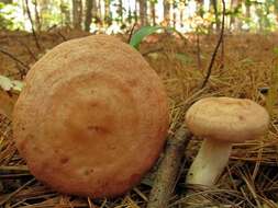 Image of Lactarius vinaceorufescens A. H. Sm. 1960