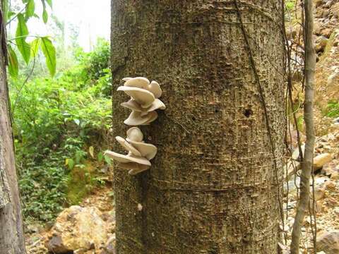 Image of Pleurotus