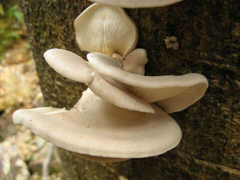 Image of Pleurotus