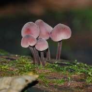 Image of Mycena