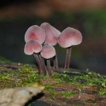 Image of Mycena