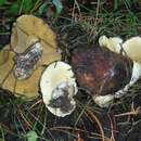 Image of Suillus brevipes (Peck) Kuntze 1898