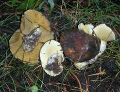 Image of Suillus brevipes (Peck) Kuntze 1898