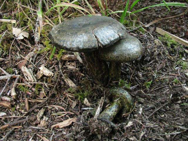 Слика од Lactarius olivaceoumbrinus Hesler & A. H. Sm. 1979