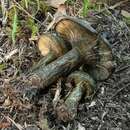 Image of Toadskin Milkcap