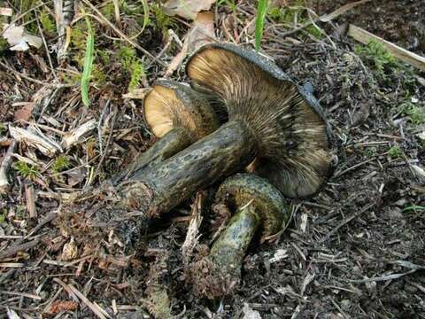 Image of Toadskin Milkcap