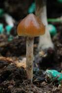 Image of Psilocybe alutacea Y. S. Chang & A. K. Mills 2006