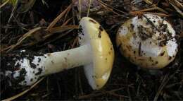 Image of gemmed Amanita