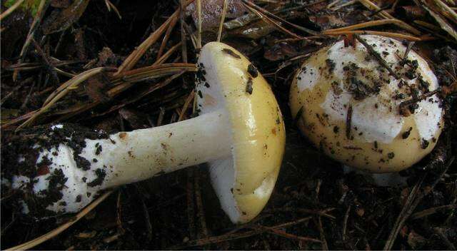 Imagem de Amanita gemmata (Fr.) Bertill. 1866