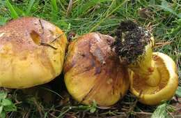 Image of Cortinarius meinhardii Bon 1986