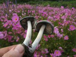 Image de Psilocybe caerulescens Murrill 1923