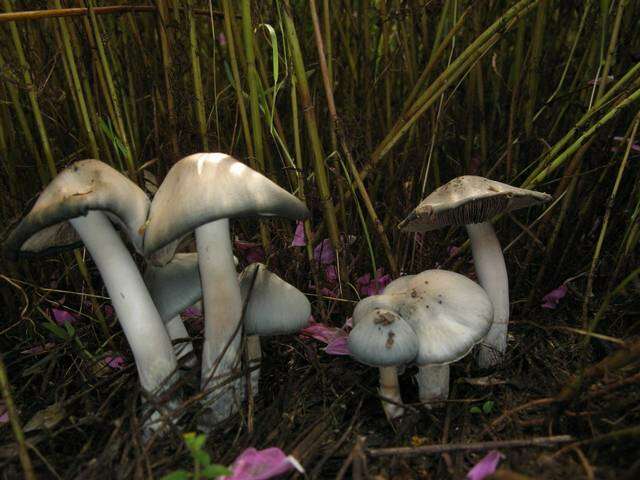 Image de Psilocybe caerulescens Murrill 1923