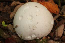 Image of Calvatia