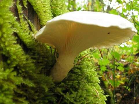 Image of Pleurotus