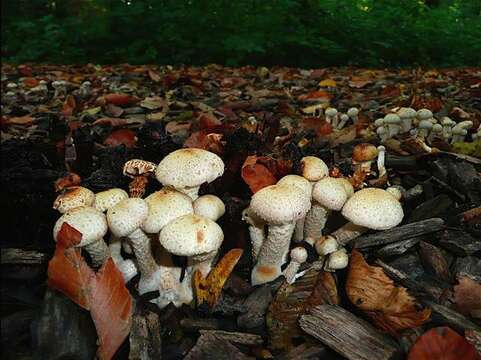 Image of Pholiota